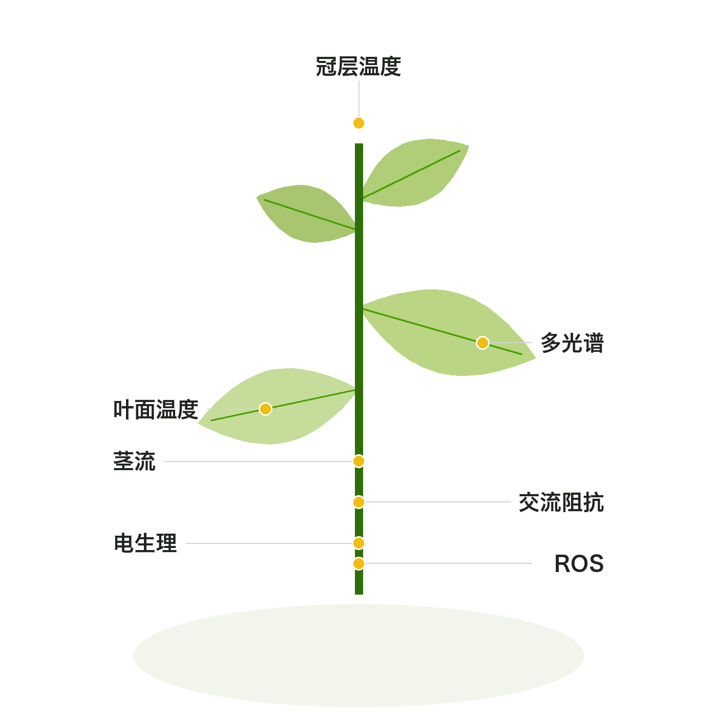 叶温、茎流、阻抗、电生理、ROS 和光谱装在活体植株上的示意